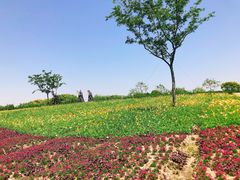 -同里国家湿地公园