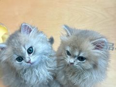 -帕帕拉兹宠物(亚洲旗舰店)