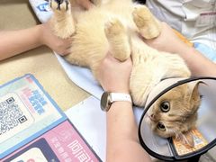 -艾贝尔宠物医院 ·内科全科(梁溪路店)