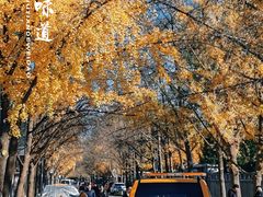 -三里屯东五街银杏大道