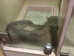 -屋虎猫馆(宝安大仟里店)