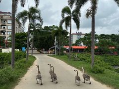 -北海金海湾红树林生态旅游区