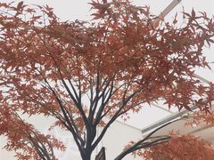 -艾薯夫妇Aysh(福田星河COCOPark店)