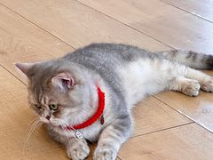 -Let's go狗咖·猫咖·奶狗·桌游(春熙路IFS店)