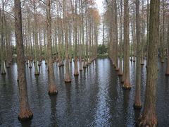 -渌洋湖湿地公园