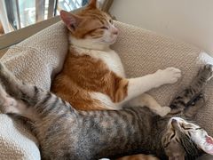 -创凡宠物医院·骨专科  猫科中心(西乡分院)