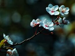 -棠湖公园