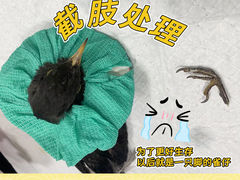-福懋动物医院·犬猫全科·外科·重症科(杏林分院)