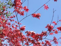 -西京湾花海