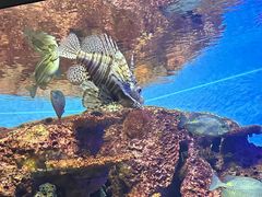 -上海海洋水族馆