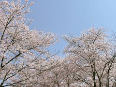 -上海辰山植物园