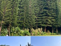 -深圳仙湖植物园