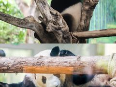 -灵玲国际马戏城
