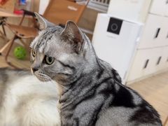 -李小姐の猫咖啡馆(五角场店)