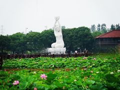 -荷塘月色湿地公园·向阳花洲