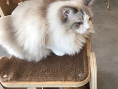 -飞行喵MR PILOT|猫舍·猫咖(静安大融城店)