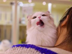 -momokira米努特·德文卷毛猫·棉花面纱犬
