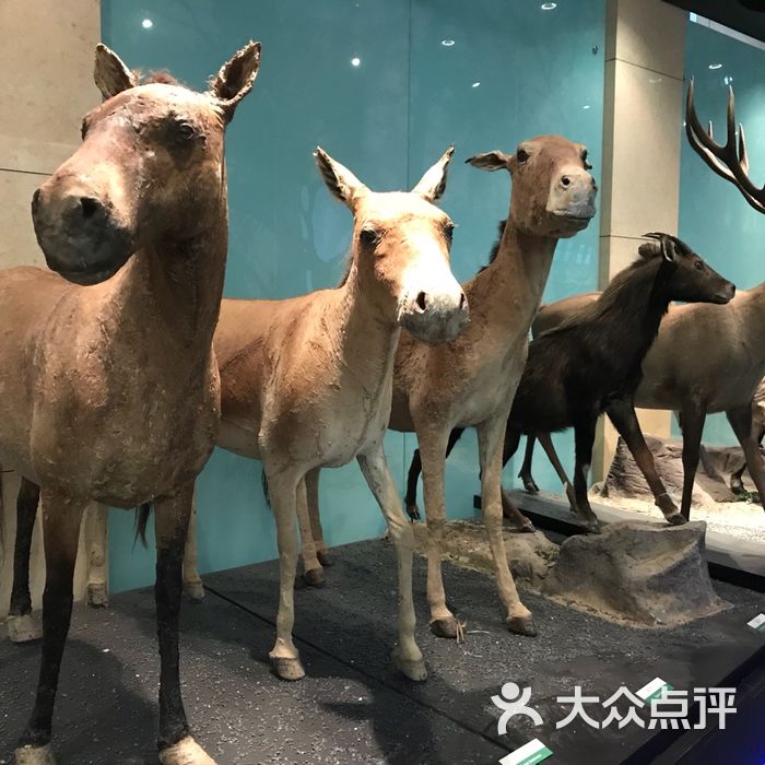 國家動物博物館圖片-北京博物館-大眾點評網