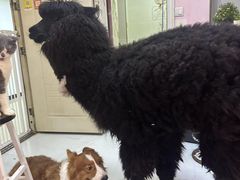 -我爱猫咪·猫咖·狗咖·安哥拉兔·羊驼咖(小寨华旗店)