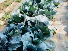 -甜心庄园·甜心草莓采摘园(西青中北店)