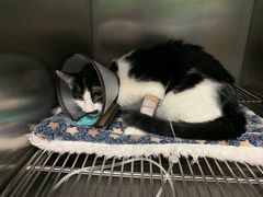 -东莞宠友24H宠物中心医院·转诊夜诊·异宠(新河北路院)