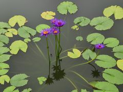 -国家植物园南园