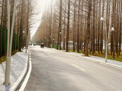 -日照海滨国家森林公园