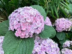 -石家庄市植物园