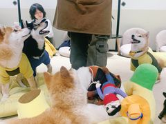 -逗柴咖啡屋·狗咖猫咖宠物桌游