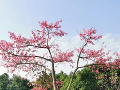 -风云岭森林公园