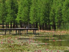 -白鹭湾湿地公园