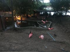 -清迈夜间动物园