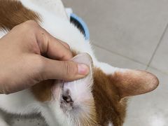 -佳雯宠物医院·皮肤科·内外科(春晓路分院)