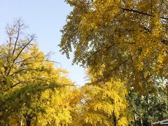 -三里屯东五街银杏大道