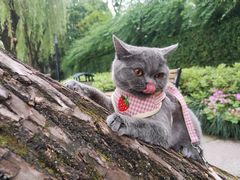 -美联众合动物医院(·中兽医·疑难杂症·严家桥分院)