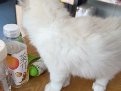 -伟伟宠物医院·瑞派猫友好医院·猫科(光谷店)