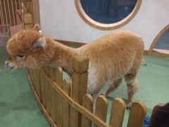-藦茜花园宠物主题亲子互动体验馆(国顺东路店)