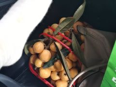 -塘栖枇杷特色园区