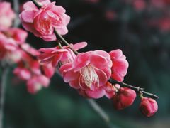 -杭州植物园