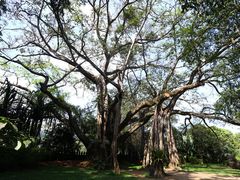 -瑞丽独树成林风景区
