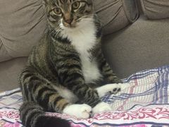 -乖乖宠物医院·猫科·急重症中心(车站北路分院)