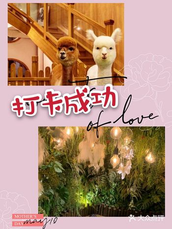 去过很多有关宠物的地方，但自从去了“藦茜花园宠物主题