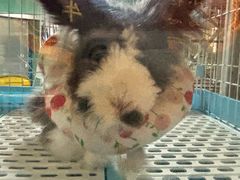-雨林宠物医院 非犬猫异宠专科