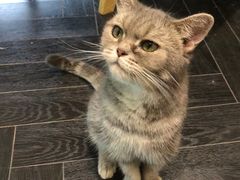 -猫色咖啡·猫咖