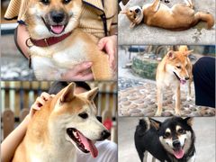 -柴犬高等学院·狗咖·柴犬售卖·宠物训练