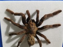 -上海昆虫博物馆