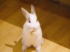 -猫猫幼稚园·撸猫·桌游·电玩