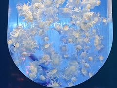 -左海海底世界