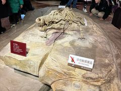 -自贡恐龙博物馆