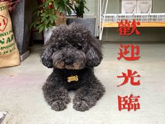 -唐咖精品咖啡(大理古城手冲店)